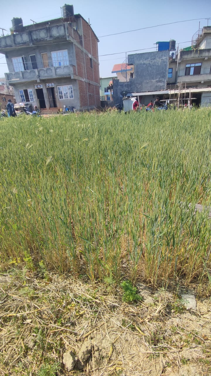 Picture of Mahalaxmi Municipality, Bagmati